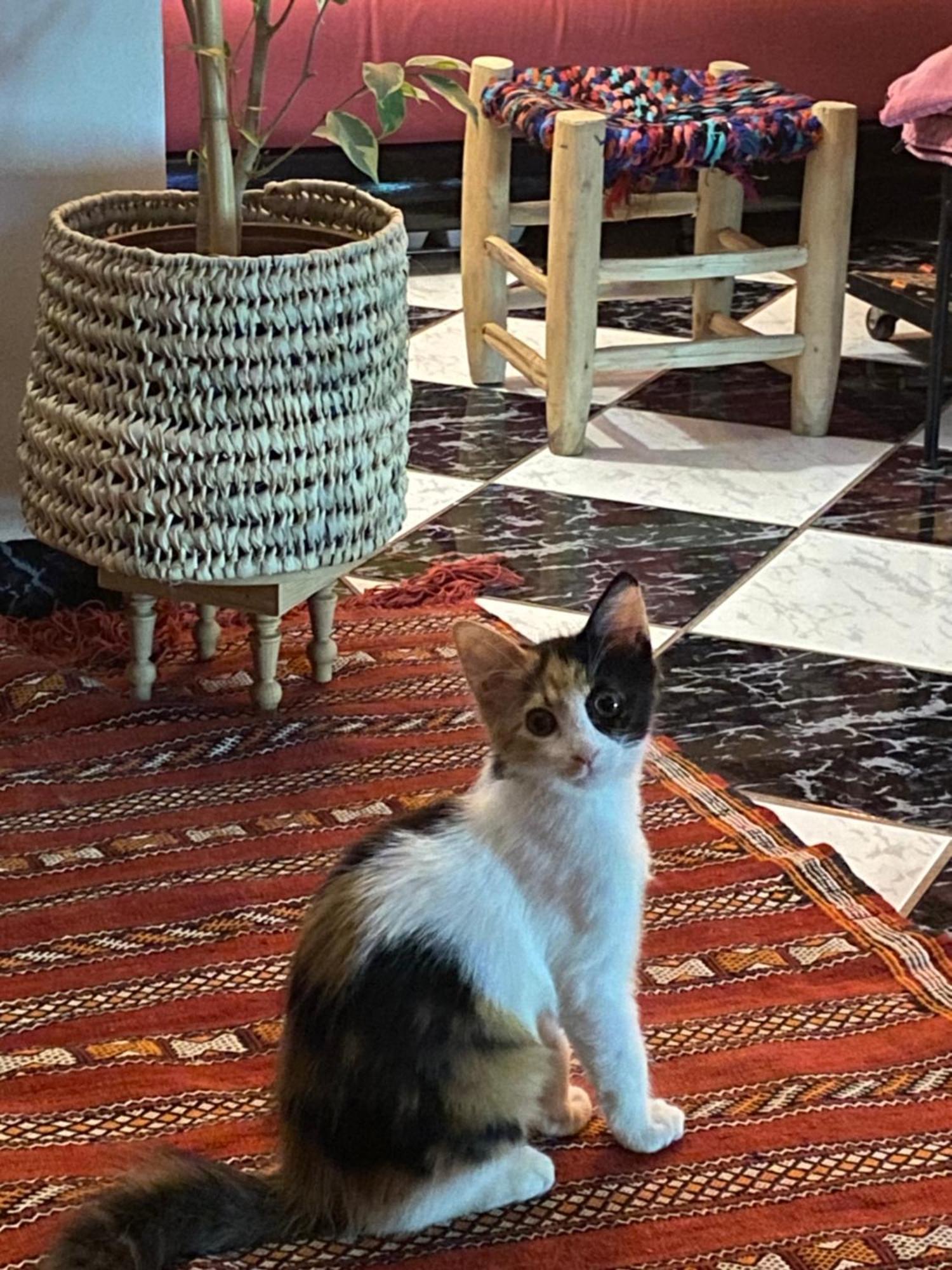 Riad Palmier Fleuri Marrakesz Zewnętrze zdjęcie